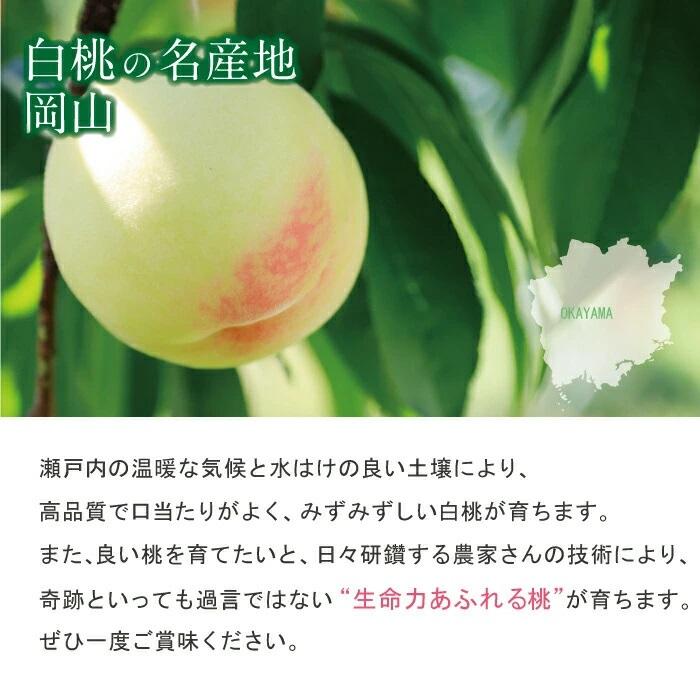 特秀品 桃 糖度センサー 白桃 岡山白桃 1.5kg前後 贈答 ギフト 加納岩