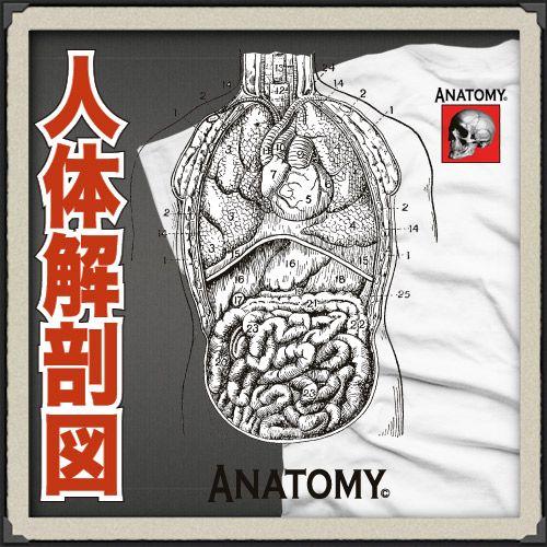 おもしろtシャツ ユニセックス レディース ペア 解剖 人体 ジョーク 名言 面白い オシャレ Y J T Anatomy8 Naizou おもしろtシャツ通販のjストア 通販 Yahoo ショッピング