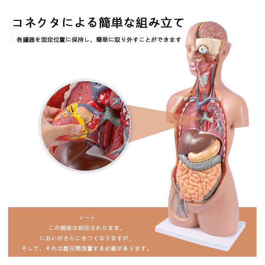 人体模型 85cm 17パーツ 人体胴体 等身大 人体解剖学モデル 筋肉 人体模型 85cm 17パーツ 人体胴体 等身大 人体解剖学モデル 筋肉