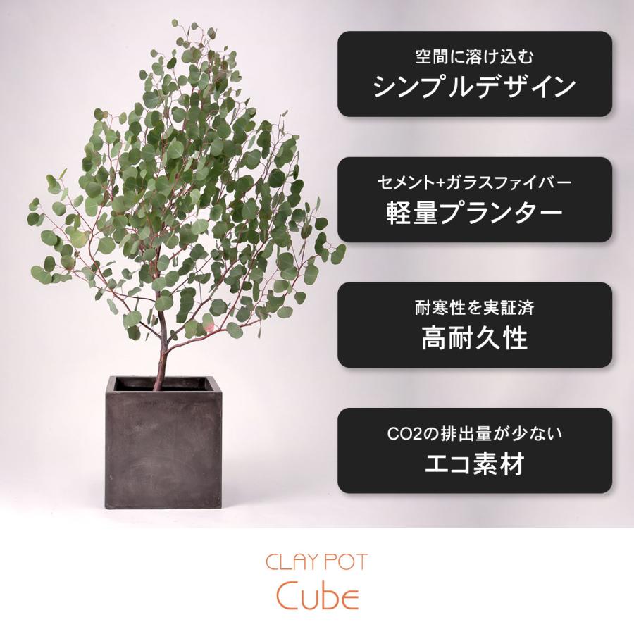 アビウ鉢植え　特大　１１５cm 希少　29-2 アビウ鉢植え 特大 115cm 希少 29-2