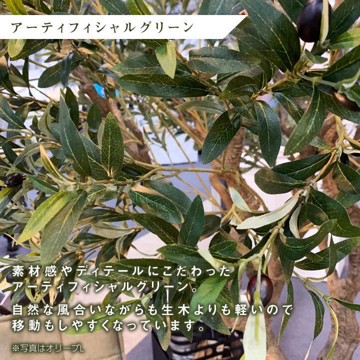 フェイクグリーン リアル 大型「ウンベラータ×Cube w/g」高さ150cm