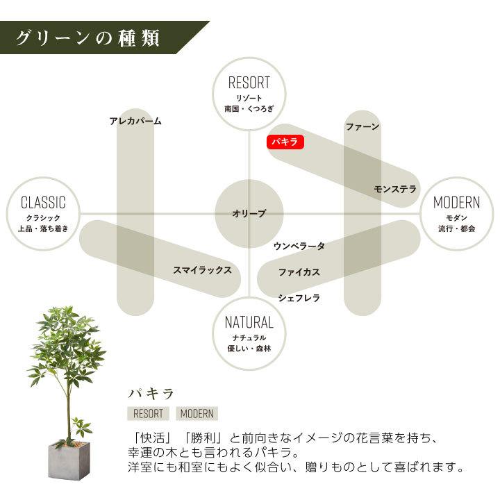 パキラ　特大　鉢植え　165センチ！！ 観葉植物 特大 パキラ 特大鉢 クリアブラック 樹脂製 | 移転祝い 開店