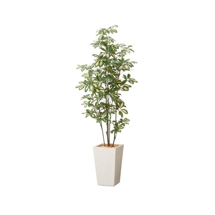 フェイクグリーン鉢セット 大型「シェフレラ×Tall Square w/g」高さ