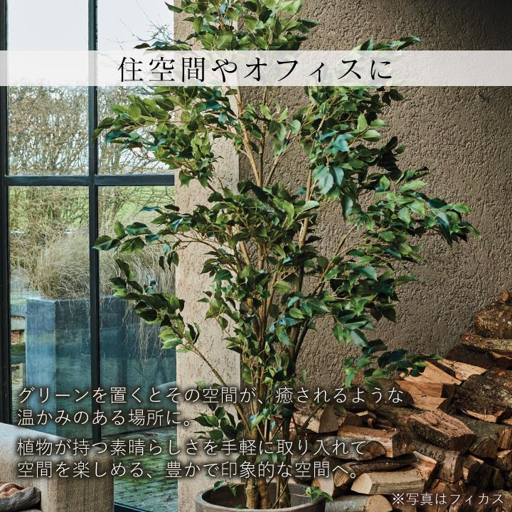 フェイクグリーン 大型「アロカシア 224cm シルカ（Silk-ka）」 おしゃれ リアル 人工観葉植物 草花 インテリア グリーン クワズイモ｜juicygarden｜09