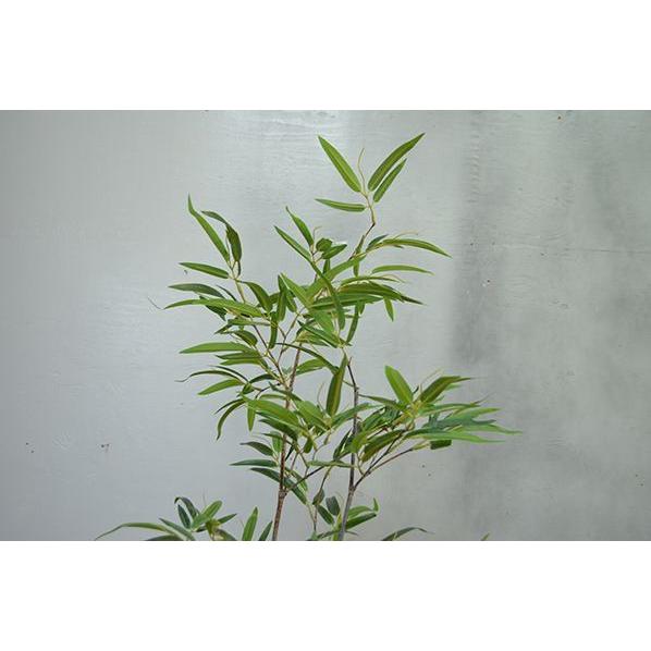 【推し】 観葉植物 インテリア 造花 光触媒 人工観葉植物 人工樹木 オフィス用 光触媒加工済み 黒竹2本立 180cm 【2721002689】(14150円)