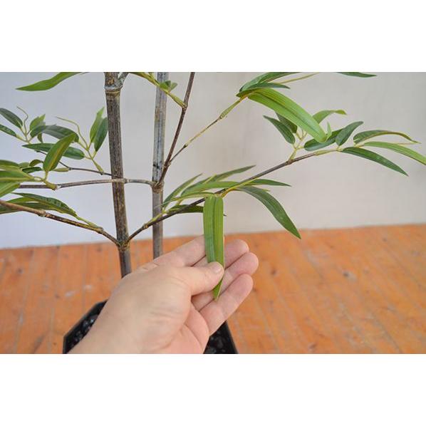 【推し】 観葉植物 インテリア 造花 光触媒 人工観葉植物 人工樹木 オフィス用 光触媒加工済み 黒竹2本立 180cm 【2721002689】(14150円)