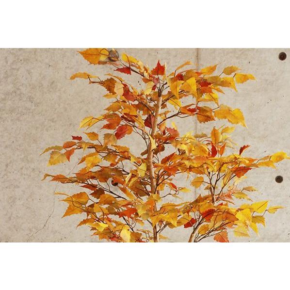 【最安値挑戦中】 観葉植物 インテリア 造花 光触媒 人工観葉植物 人工樹木 オフィス用 光触媒加工済み バーチ 150cm　植える加夢シリーズ 【2605623162】(13550円)