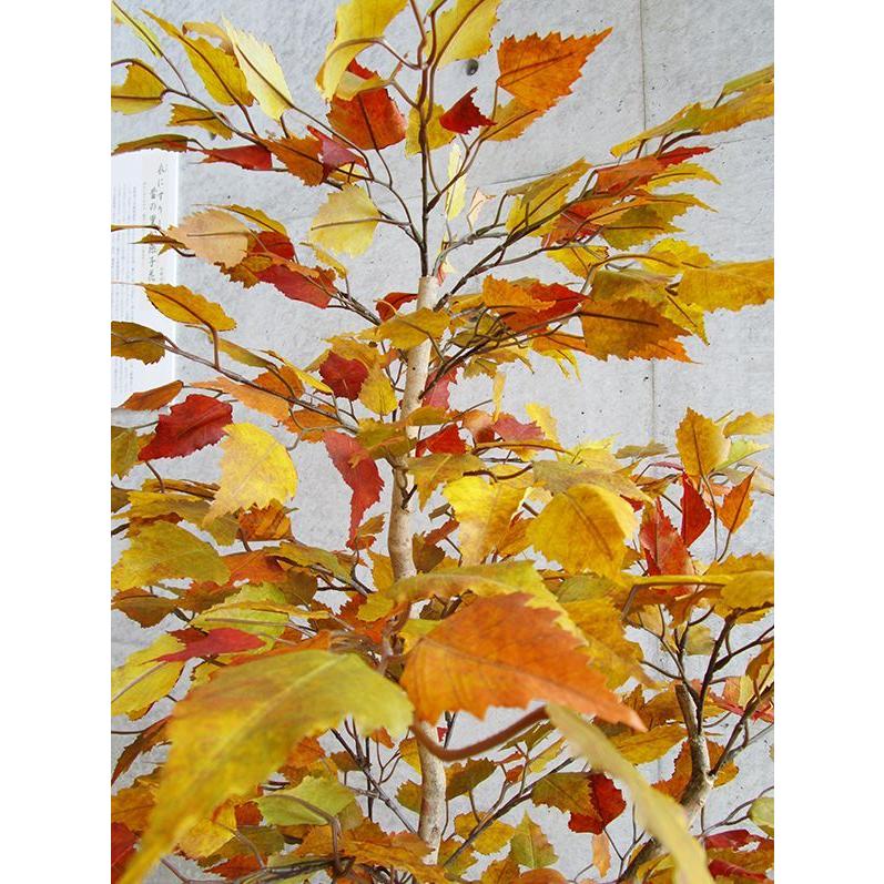 【最安値挑戦中】 観葉植物 インテリア 造花 光触媒 人工観葉植物 人工樹木 オフィス用 光触媒加工済み バーチ 150cm　植える加夢シリーズ 【2605623162】(13550円)