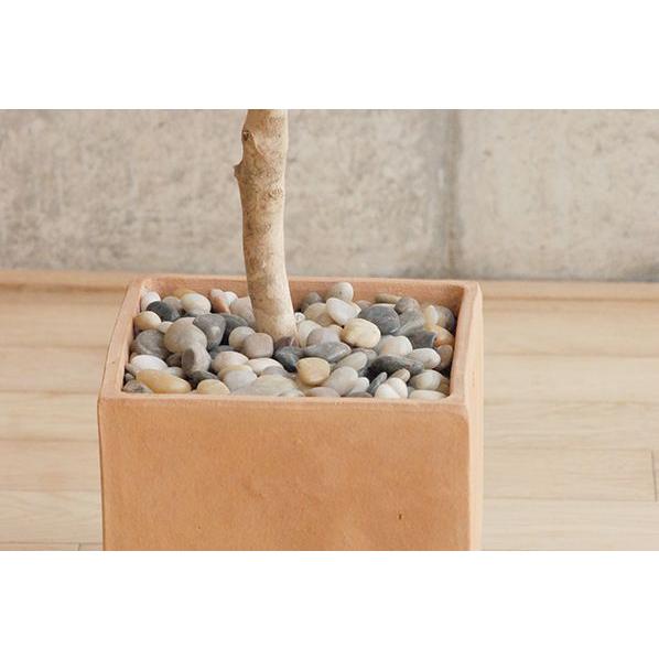 【最安値挑戦中】 観葉植物 インテリア 造花 光触媒 人工観葉植物 人工樹木 オフィス用 光触媒加工済み バーチ 150cm　植える加夢シリーズ 【2605623162】(13550円)