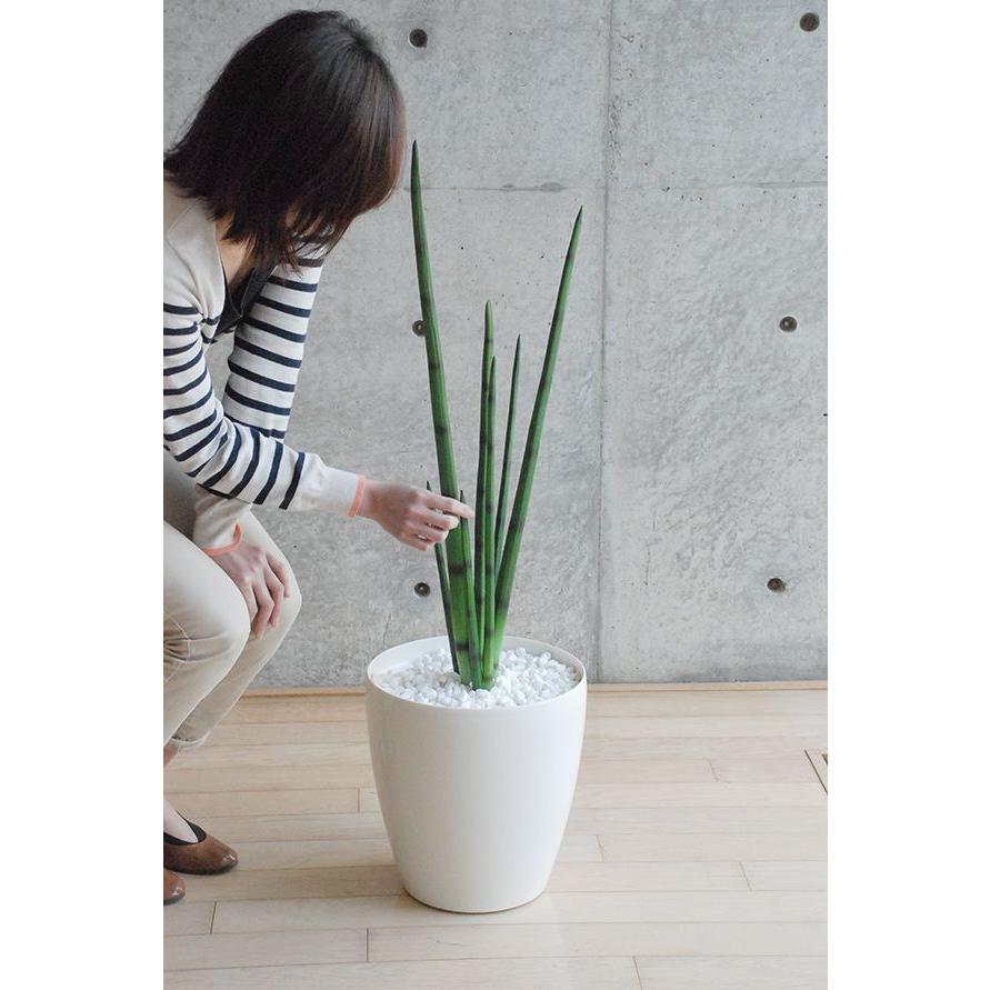 売れ筋公式店 観葉植物 インテリア 造花 光触媒 人工観葉植物 人工樹木 オフィス用 光触媒加工済み グリーンアレンジ サンセベリア 100cm 植える加夢シリーズ Jb Gw 702 お も て な し ボックス 通販 Yahoo ショッピング ブランド割引セール Brandingby8 Com