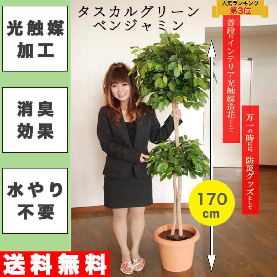送料無料 防災グッズ入り観葉植物 防災セット ベンジャミン170cm タスカルグリーン 簡易トイレ 光触媒 消臭 空気清浄 防災対策 災害対策 防災用 非常用 Jb Tg 018 お も て な し ボックス 通販 Yahoo ショッピング
