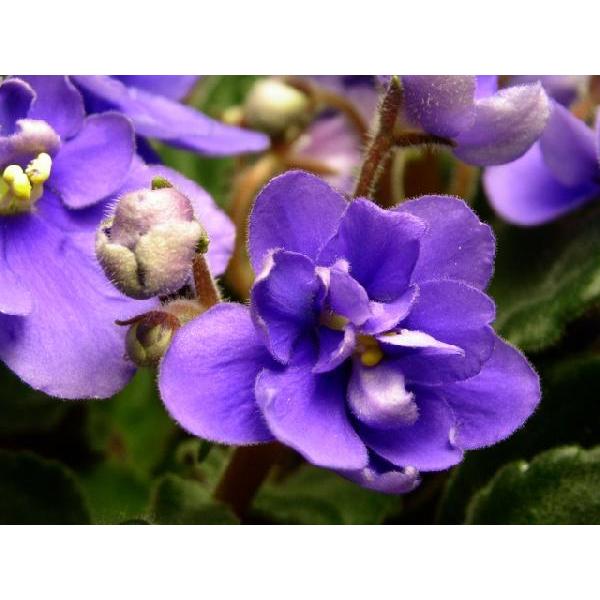 African Violet(アロマ/フレグランス/スティック/ディフューザ/香り/芳香剤/ジュリア/インテリア/ノーブルスパーク/エセンス) | ノーブルスパーク