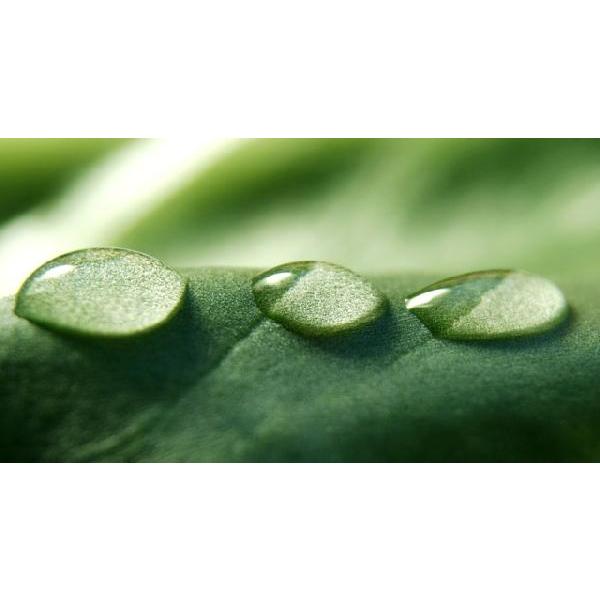 Morning Dew(アロマ/フレグランス/スティック/ディフューザ/香り/芳香剤/ジュリア/インテリア/ノーブルスパーク/エセンス) | ノーブルスパーク