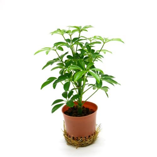 シェフレラ コンパクタクィーン ハイミニ苗 3号 9f 観葉植物 ハイドロカルチャー 水耕栽培 インテリアグリーン 値引