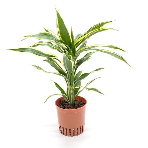 330円 お得なキャンペーンを実施中 ドラセナ サンデリアーナ ホワイト ハイミニ苗 3号 9f 観葉植物 ハイドロカルチャー 水耕栽培 インテリアグリーン