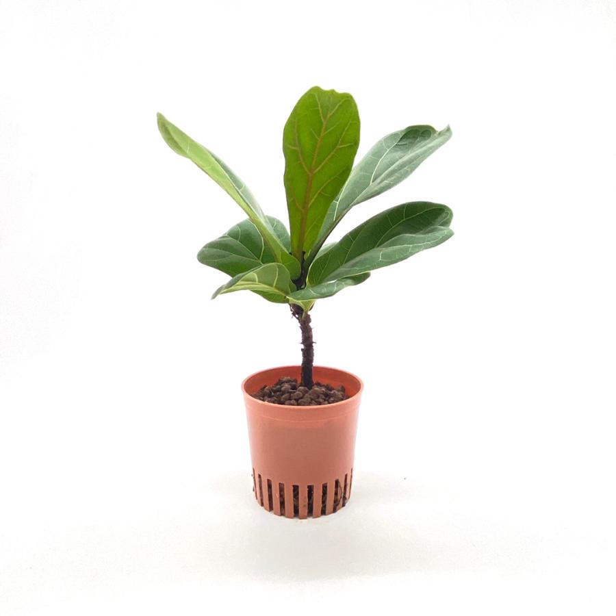 フィカス バンビーノ(カシワバゴム) ハイミニ苗 3号 9Φ 観葉植物 ハイドロカルチャー 水耕栽培 インテリアグリーン :900001010633:樹里オンラインショップ - 通販 - Yahoo!ショッピング フィカス バンビーノ(カシワバゴム) ハイミニ苗 3号 9Φ 観葉植物 ハイドロカルチャー 水耕栽培 インテリアグリーン :900001010633:樹里オンラインショップ - 通販 - Yahoo!ショッピング