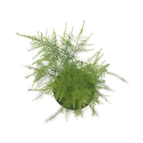 231円 ー品販売 アスパラガス ナナス キュート苗 2号 6f 観葉植物 ハイドロカルチャー 水耕栽培 インテリアグリーン