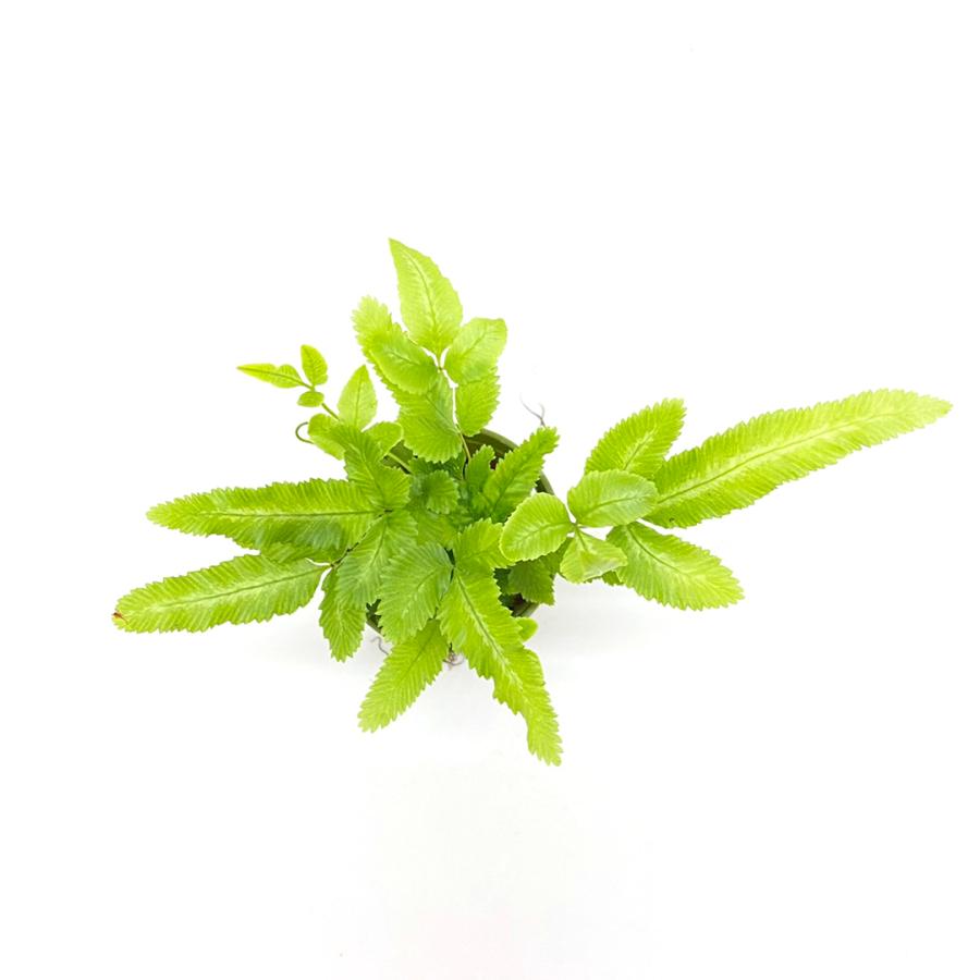 プテリス アルボリネアタ キュート苗 2号 6f 観葉植物 ハイドロカルチャー 水耕栽培 インテリアグリーン 樹里オンラインショップ 通販 Yahoo ショッピング