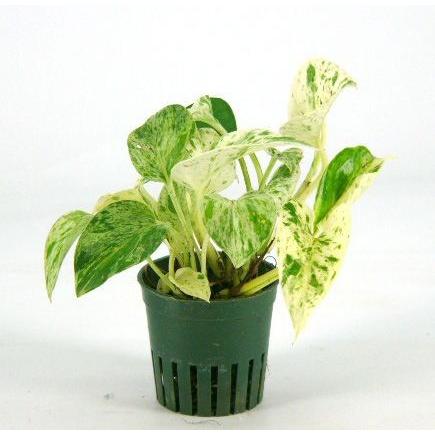 ポトス マーブル キュート苗 2号 6f 観葉植物 ハイドロカルチャー 水耕栽培 インテリアグリーン 樹里オンラインショップ 通販 Yahoo ショッピング
