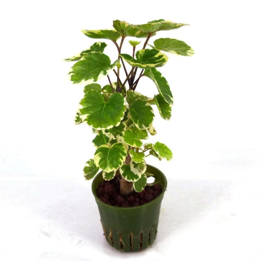 231円 何でも揃う ポリシャス マルギナータ キュート苗 2号 6f 観葉植物 ハイドロカルチャー 水耕栽培 インテリアグリーン