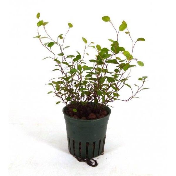 ミューレンベキア ワイヤープランツ キュート苗 2号 6f 観葉植物 ハイドロカルチャー 水耕栽培 インテリアグリーン 樹里オンラインショップ 通販 Yahoo ショッピング