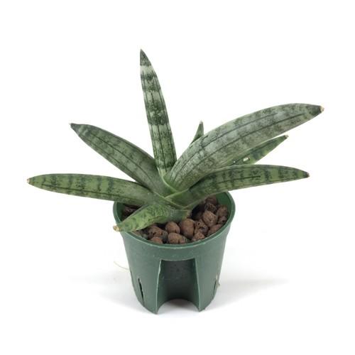 231円 Sale Off サンスベリア ボンセレンシス キュート苗 2号 6f 観葉植物 ハイドロカルチャー 水耕栽培 インテリアグリーン