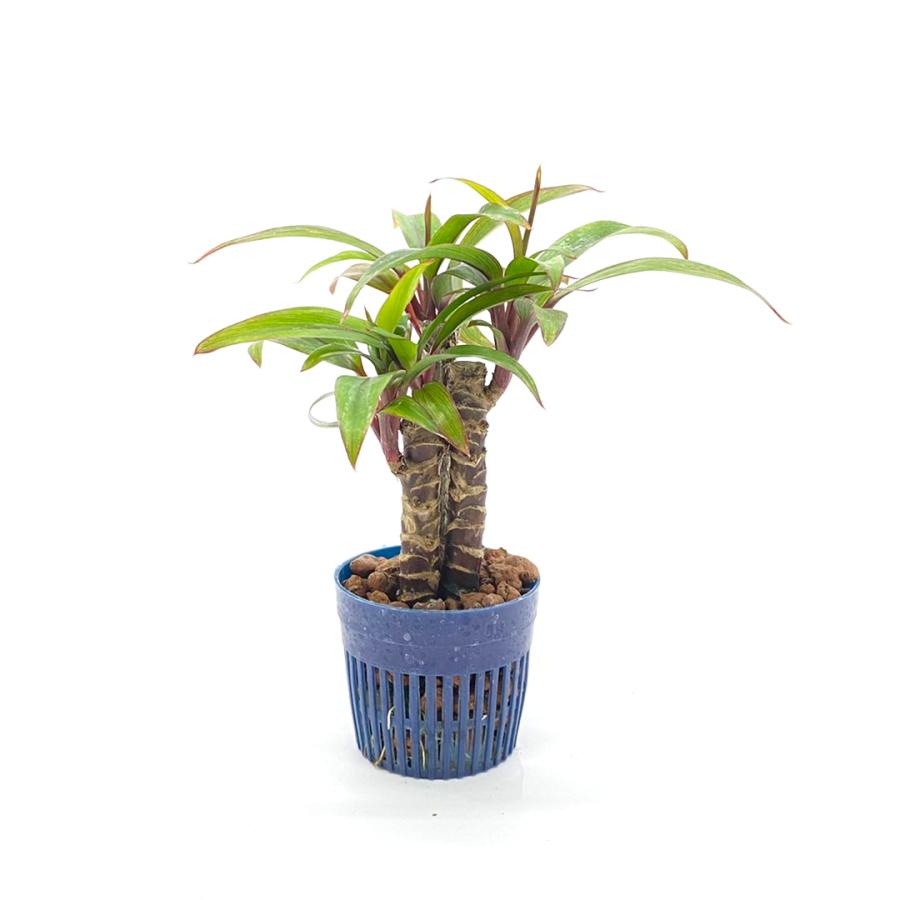 コルジリネ パープルコンパクタ リトル苗 1 5号 4 5f 観葉植物 ハイドロカルチャー 水耕栽培 インテリアグリーン 樹里オンラインショップ 通販 Yahoo ショッピング