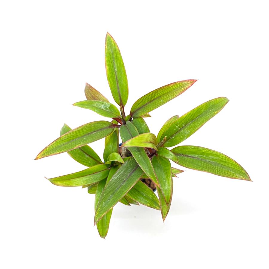 コルジリネ パープルコンパクタ リトル苗 1 5号 4 5f 観葉植物 ハイドロカルチャー 水耕栽培 インテリアグリーン 樹里オンラインショップ 通販 Yahoo ショッピング