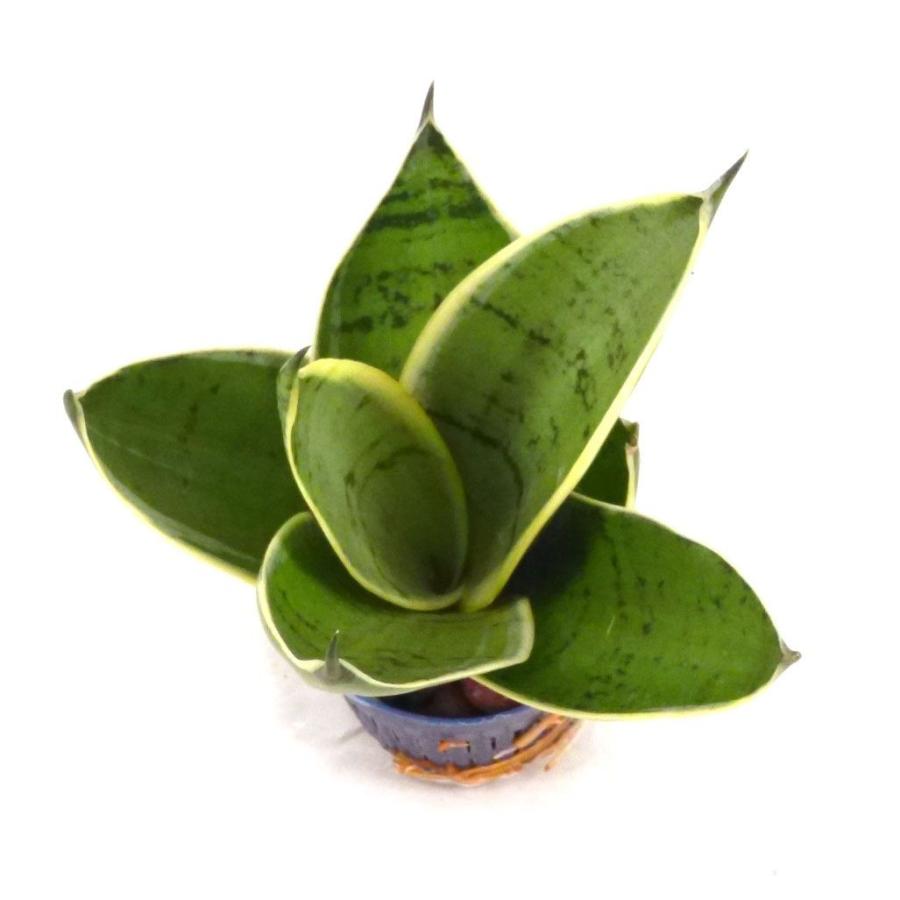 サンスベリア シルバーハニー リトル苗 1 5号 4 5f 観葉植物 ハイドロカルチャー 水耕栽培 インテリアグリーン いラインアップ