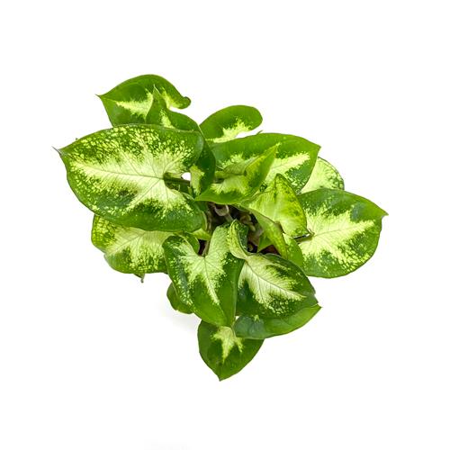 シンゴニウム ピクシー リトル苗 1 5号 4 5f 観葉植物 ハイドロカルチャー 水耕栽培 インテリアグリーン 樹里オンラインショップ 通販 Yahoo ショッピング