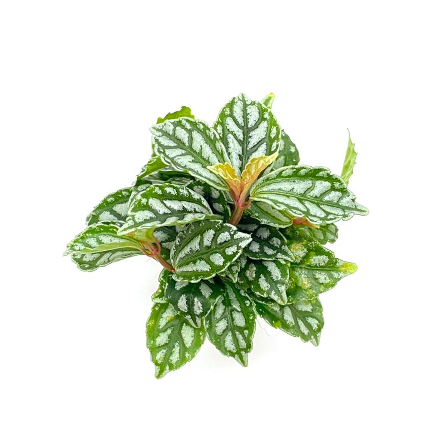 同梱不可】 アジアンタム ハイミニ苗 3号 9Φ 観葉植物 ハイドロカルチャー 水耕栽培 インテリアグリーン 同梱不可】 アジアンタム ハイミニ苗 3号 9Φ 観葉植物 ハイドロカルチャー 水耕栽培 インテリアグリーン