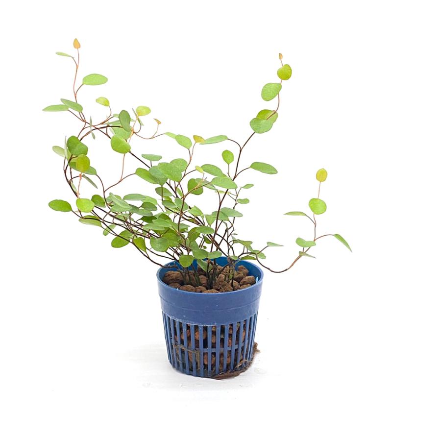 半額sale ミューレンベッキア ワイヤープランツ リトル苗 1 5号 4 5f 観葉植物 ハイドロカルチャー 水耕栽培 インテリアグリーン Wantannas Go Id