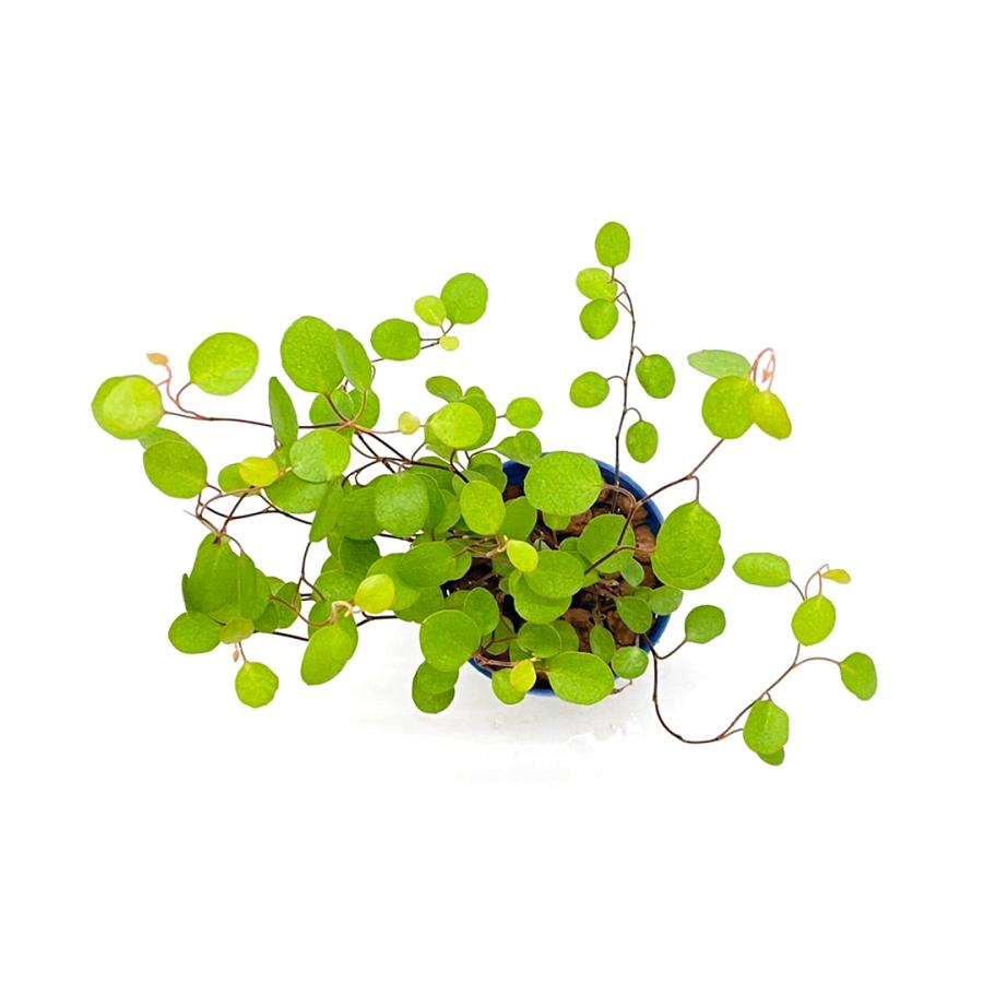 玄関先迄納品 ミューレンベッキア ワイヤープランツ リトル苗 1 5号 4 5f 観葉植物 ハイドロカルチャー 水耕栽培 インテリアグリーン Wantannas Go Id