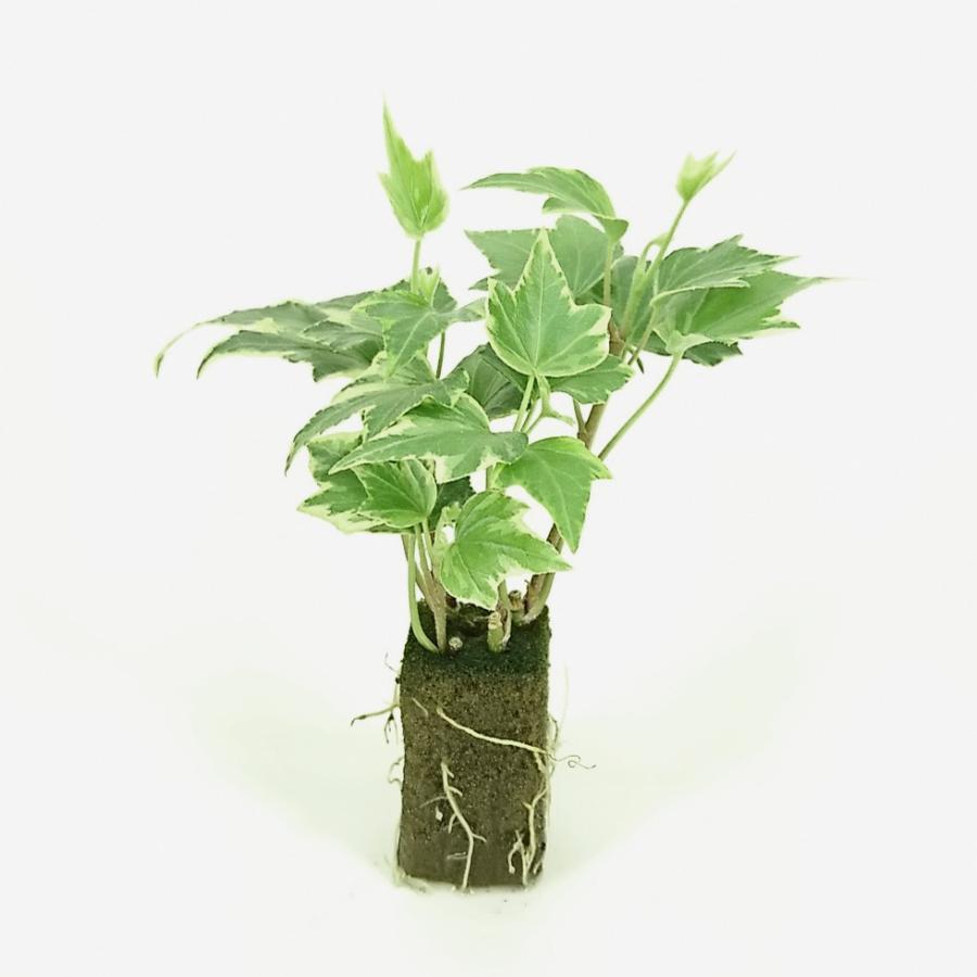 最上の品質な ヘデラ アイビー ホワイトリップル オアシス苗 観葉植物 ハイドロカルチャー 水耕栽培 インテリアグリーン Wantannas Go Id