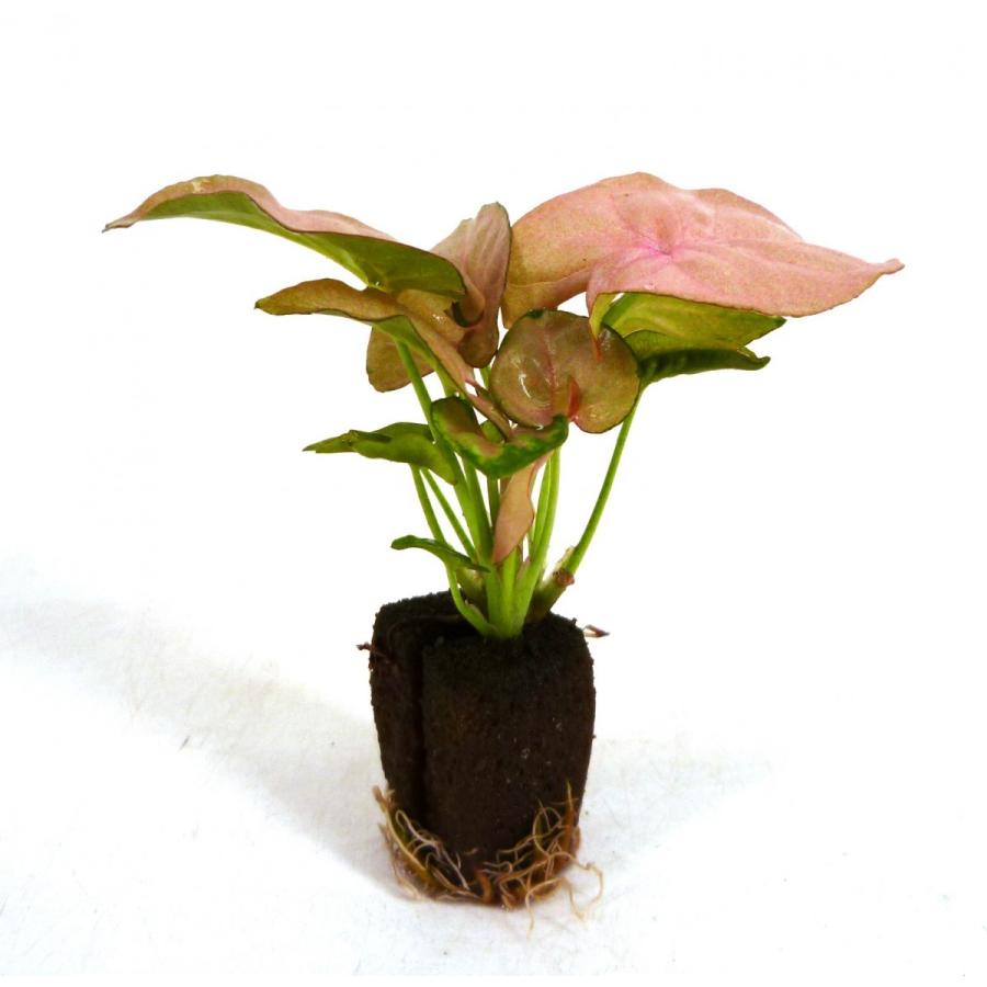 シンゴニウム ピンク オアシス苗 観葉植物 ハイドロカルチャー 水耕栽培 インテリアグリーン 樹里オンラインショップ 通販 Yahoo ショッピング