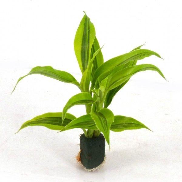 99円 正式的 ドラセナ サンデリアーナ ゴールド オアシス苗 観葉植物 ハイドロカルチャー 水耕栽培 インテリアグリーン