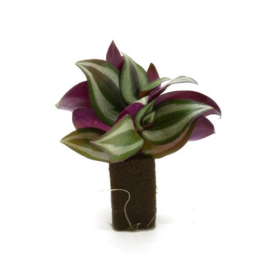 トラディスカンチア ゼブリナ オアシス苗 観葉植物 ハイドロカルチャー 水耕栽培 インテリアグリーン 樹里オンラインショップ 通販 Yahoo ショッピング