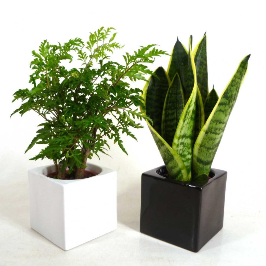 ハイミニフィット 3号苗 観葉植物 ハイドロカルチャー 水耕栽培 インテリアグリーン 樹里オンラインショップ 通販 Yahoo ショッピング