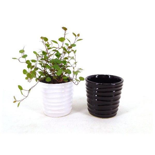 303円 受賞店 キュートみなも 2号苗 観葉植物 ハイドロカルチャー 水耕栽培 インテリアグリーン 303円 受賞店 キュートみなも 2号苗 観葉植物 ハイドロカルチャー 水耕栽培 インテリアグリーン