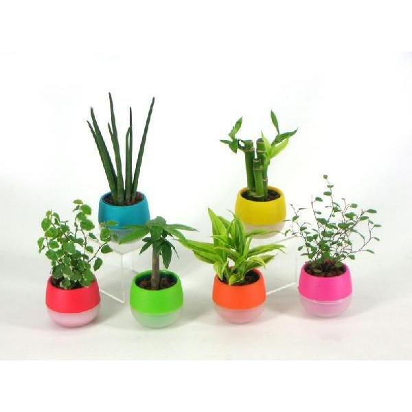 リトルビビ 1 5号苗 観葉植物 ハイドロカルチャー 水耕栽培 インテリアグリーン 樹里オンラインショップ 通販 Yahoo ショッピング