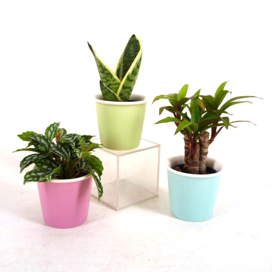 485円 新品送料無料 ハイミニショコラ 3号苗 観葉植物 ハイドロ 485円 新品送料無料 ハイミニショコラ 3号苗 観葉植物 ハイドロ