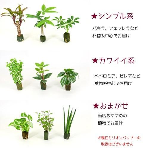キュービックｓｓ トリプル 皿付き ハイドロコーン植え 観葉植物 ハイドロカルチャー 水耕栽培 インテリアグリーン 樹里オンラインショップ 通販 Yahoo ショッピング