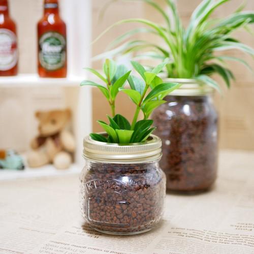 ジャーポットs ハイドロコーン植え 観葉植物 ハイドロカルチャー 水耕栽培 インテリアグリーン 樹里オンラインショップ 通販 Yahoo ショッピング