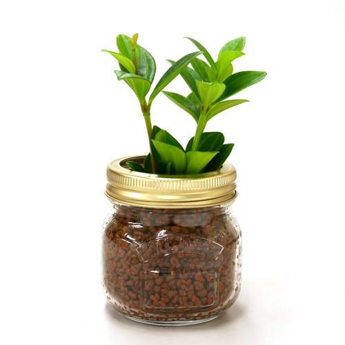 ジャーポットs ハイドロコーン植え 観葉植物 ハイドロカルチャー 水耕栽培 インテリアグリーン 樹里オンラインショップ 通販 Yahoo ショッピング