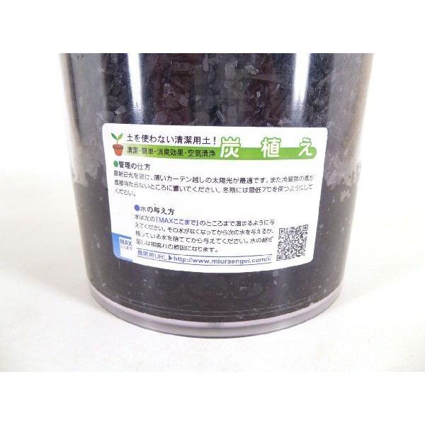 クリア180 炭植え 観葉植物 ハイドロカルチャー 水耕栽培 インテリアグリーン 樹里オンラインショップ 通販 Yahoo ショッピング