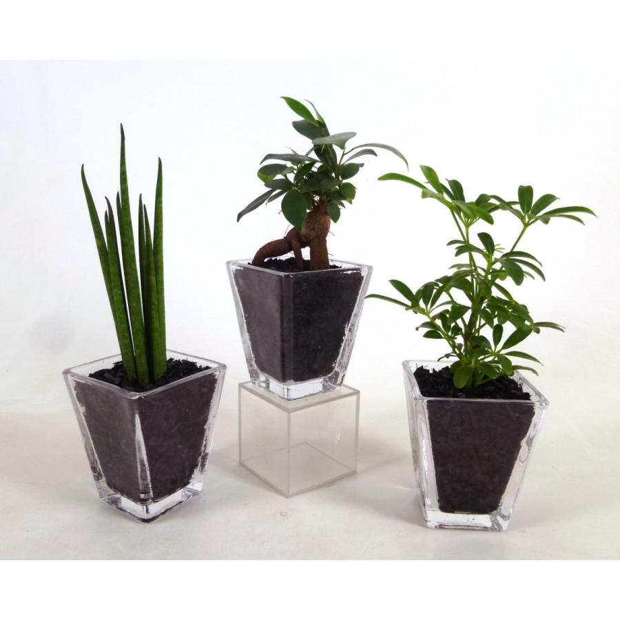 眠っている 有効 引き出す 観葉 植物 炭 植え カビ Dogearfilms Jp