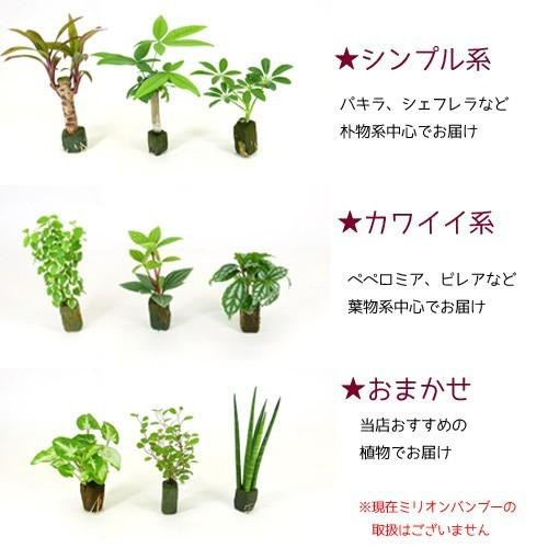植物 ハイドロ カルチャー 観葉 ハイドロカルチャーの育て方とおすすめ種類