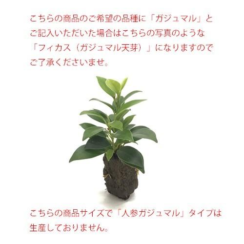 ｇブロックｓ キューブ 3個セット 炭植え 観葉植物 ハイドロカルチャー 水耕栽培 インテリアグリーン 樹里オンラインショップ 通販 Yahoo ショッピング