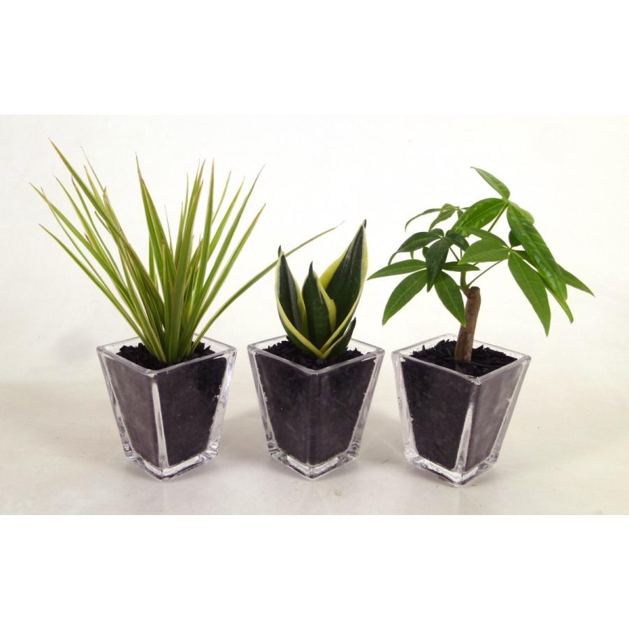 ｇブロックｓ スクエア 3個セット 炭植え 観葉植物 ハイドロカルチャー 水耕栽培 インテリアグリーン 樹里オンラインショップ 通販 Yahoo ショッピング