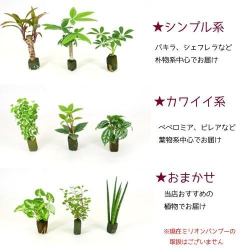 ｇブロックｓ スクエア リサコ植え カワラカルチャー 観葉植物 ハイドロカルチャー 水耕栽培 インテリアグリーン 樹里オンラインショップ 通販 Yahoo ショッピング